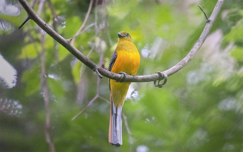 Orange-breasted Trogon (Harpactes oreskios) at Cat Tien Birding Trails - Southern Vietnam. Photo by: Phuc Le - Vietnam Bird Photography Tours - Vietbirdphototours.com
